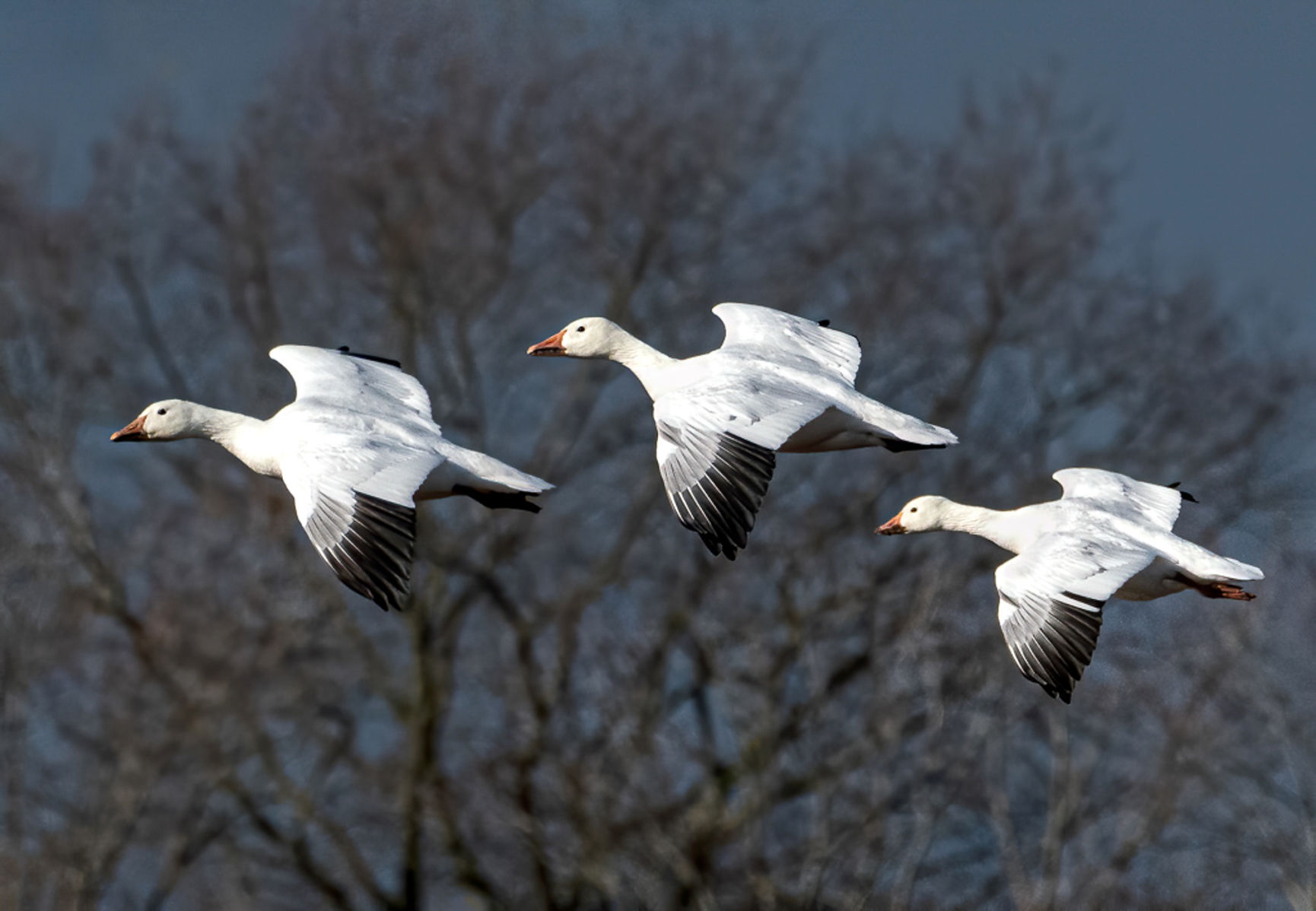 Wayne Zussman photo "Birds in Unison"